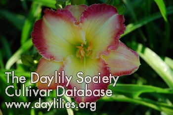 Daylily Cherry Picotee